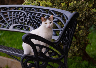 Portrait of cat sitting in yard