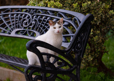 Portrait of cat sitting on bench