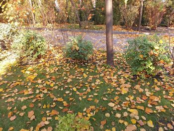 Sunlight falling on leaves during autumn