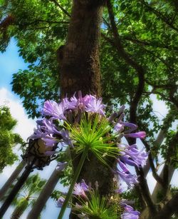 Low angle view of purple flowers blooming on tree