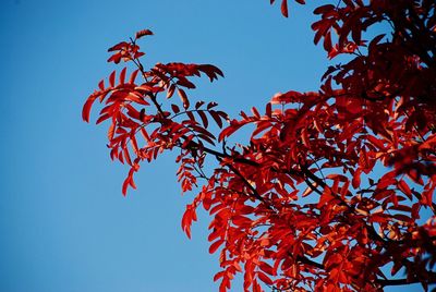 Low angle view of red leaves against blue sky