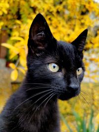 Close-up of black cat