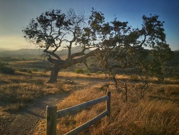 Footpath by tree on grassy field against sky