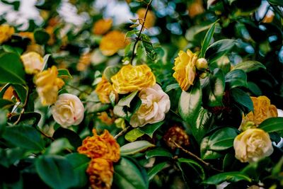 Close-up of yellow flowering plants