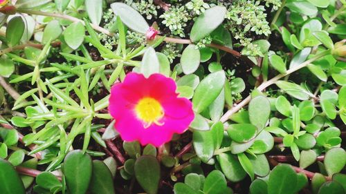 Close-up of pink flowering plant