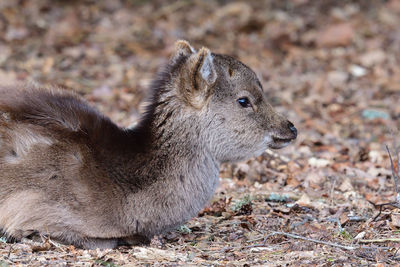 Portrait of a sika deer  sitting on the ground in the woods