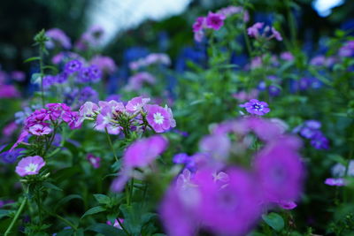 Close-up of purple flowering plants in park