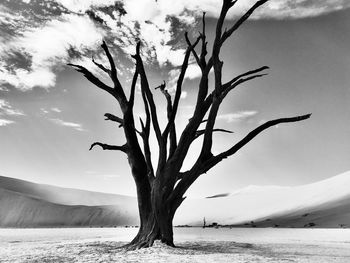 Bare tree by plants against sky