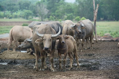 Buffalo in the rice field in thailand,farming, raising buffalo for sale