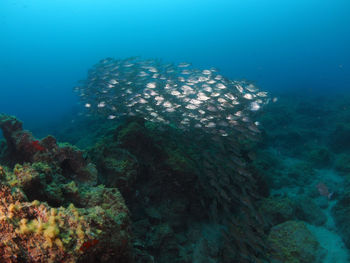 View of fish swimming underwater