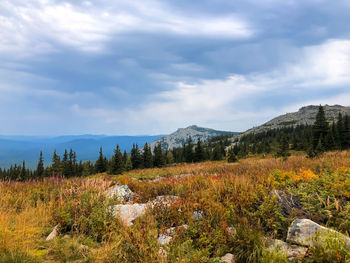 Plants growing on land against sky