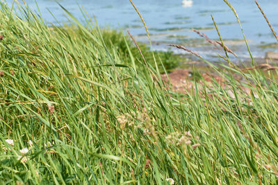 Close-up of crops growing on field