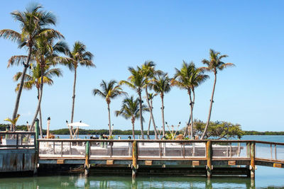 Palm trees by swimming pool against clear blue sky