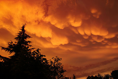 Low angle view of silhouette trees against orange sky