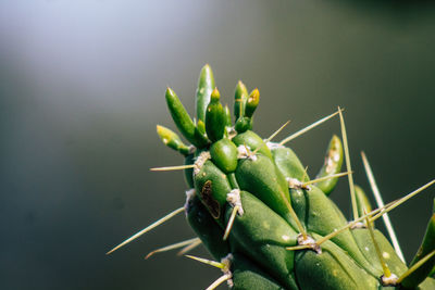 Close-up of succulent plant