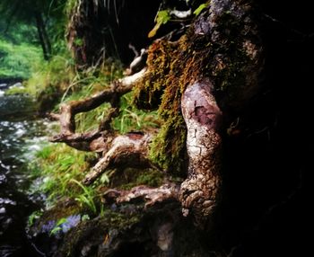 Close-up of tree trunk in forest