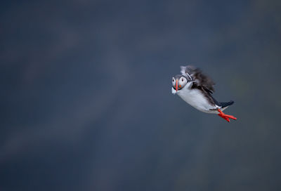 Puffin flying against sky