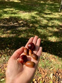 High angle view of hand holding chestnuts and acorns