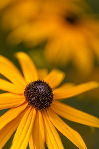 Close-up of yellow daisy flower