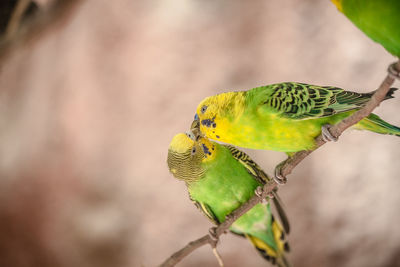 Close-up of budgerigars perching on plant