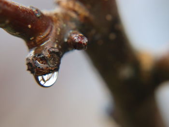 Close-up of water drop on rusty metal