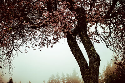 Low angle view of bare trees against sky