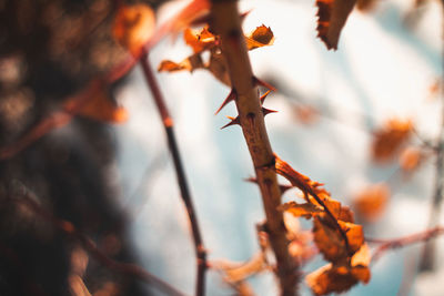 Close-up of autumn leaves on branch