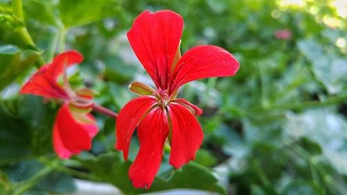 Close-up of red flower