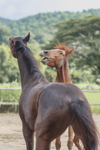 Close-up of horse on field