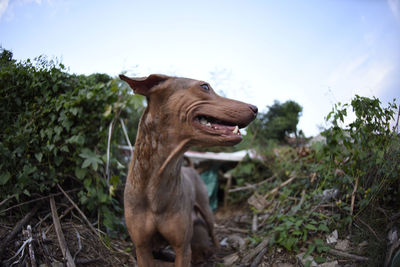 Dog looking away on field against sky