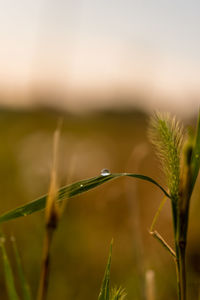 Close-up of plant growing on field