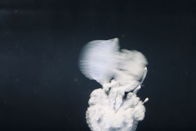 Close-up of white flower against black background