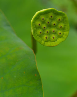 Close-up of lotus water lily pod at park