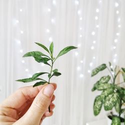 Close-up of hand holding plant leaves