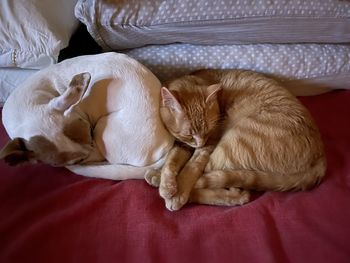 pet