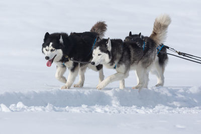 Dogs on snow field