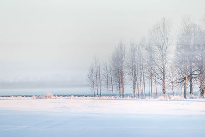 Beautiful snowy sunrise scenery with trees in local rural area.