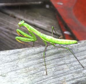 Close-up of grasshopper on wall