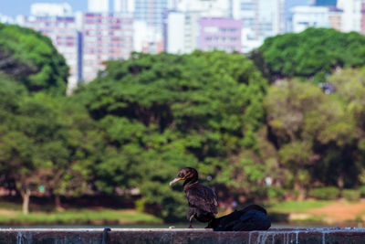 Monkey sitting on a tree