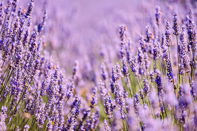 lavender