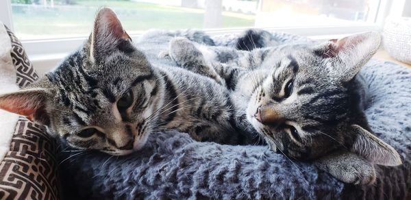 Close-up of cat sleeping at home