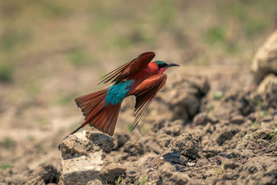 Close-up of bird perching on rock