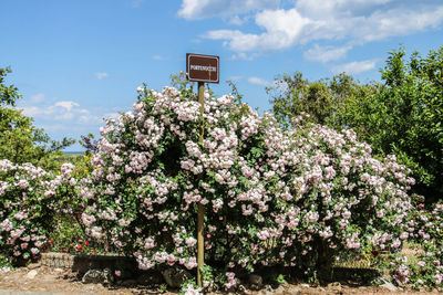 Low angle view of flower tree against sky