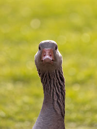 Close-up of a bird