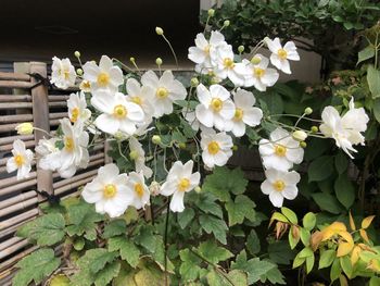 Close-up of white flowering plant