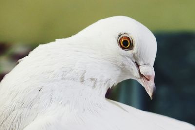 Close-up of a white pegion