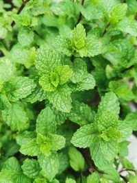 Full frame shot of green leaves