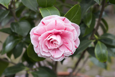 Close-up of pink rose