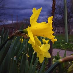 Close-up of yellow flowers