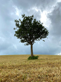 Tree on field against sky